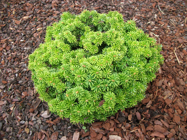 Abies balsamea f. hudsonia 'Cuprona Jewel'